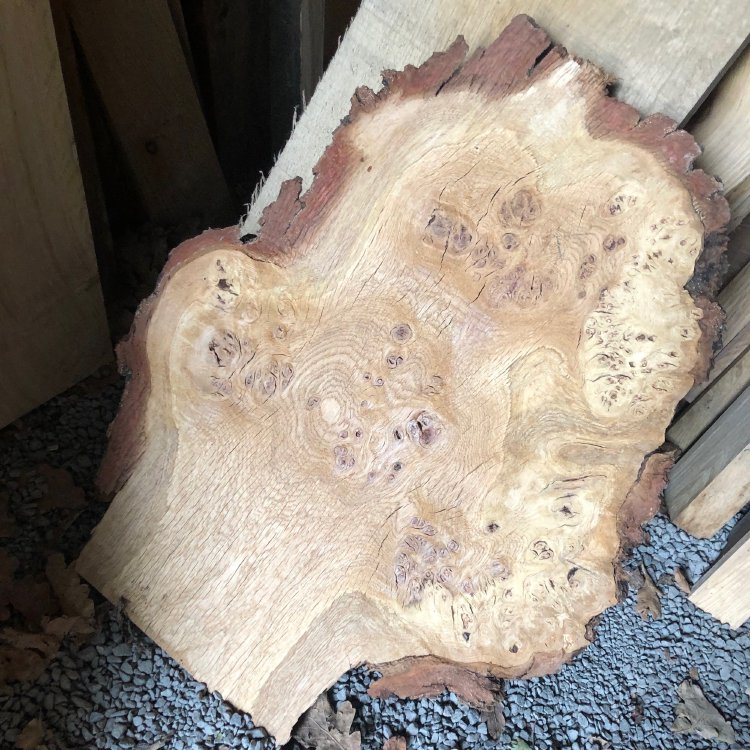 A photo of a section of trunk from an oak tree that has the bark still on and shows some burled texture.