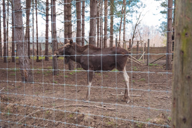 A photo of a moose, stood side on in a forested paddock at the Wildwood re-wilding centre in Kent.